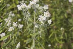 Whorled Mountainmint, Pycnanthemum verticillatum