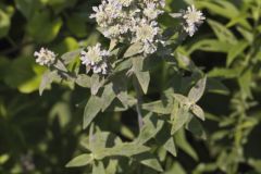 Whorled Mountainmint, Pycnanthemum verticillatum