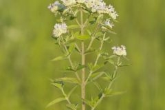 Whorled Mountainmint, Pycnanthemum verticillatum