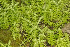 Widow's Cross, Sedum pulchellum