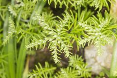 Widow's Cross, Sedum pulchellum