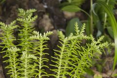 Widow's Cross, Sedum pulchellum