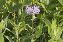 Wild Bergamot, Monarda fistulosa