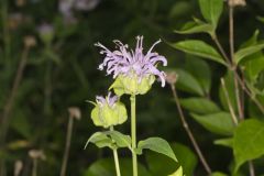 Wild Bergamot, Monarda fistulosa