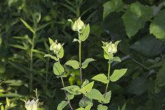 Wild Bergamot, Monarda fistulosa