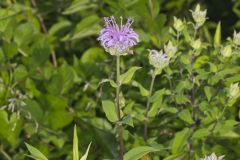 Wild Bergamot, Monarda fistulosa