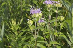 Wild Bergamot, Monarda fistulosa