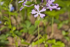 Wild Blue Phlox, Phlox divaricata