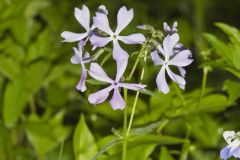 Wild Blue Phlox, Phlox divaricata