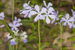 Wild Blue Phlox, Phlox divaricata