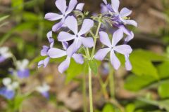 Wild Blue Phlox, Phlox divaricata