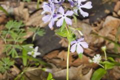 Wild Blue Phlox, Phlox divaricata