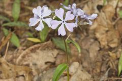 Wild Blue Phlox, Phlox divaricata