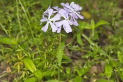 Wild Blue Phlox, Phlox divaricata