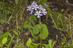 Wild Blue Phlox, Phlox divaricata