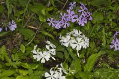 Wild Blue Phlox, Phlox divaricata