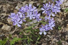 Wild Blue Phlox, Phlox divaricata