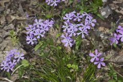 Wild Blue Phlox, Phlox divaricata