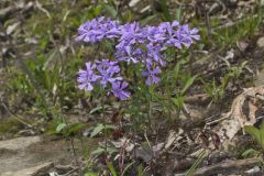 Wild Blue Phlox, Phlox divaricata