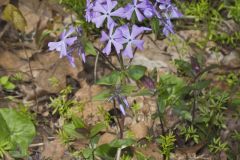 Wild Blue Phlox, Phlox divaricata