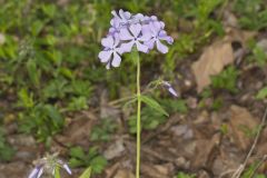 Wild Blue Phlox, Phlox divaricata