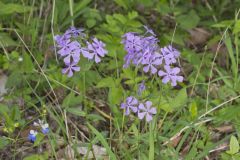 Wild Blue Phlox, Phlox divaricata