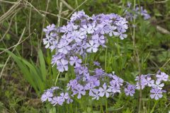 Wild Blue Phlox, Phlox divaricata