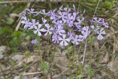 Wild Blue Phlox, Phlox divaricata