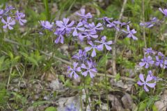 Wild Blue Phlox, Phlox divaricata