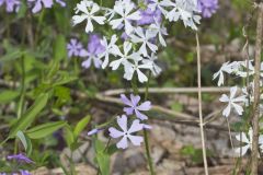 Wild Blue Phlox, Phlox divaricata