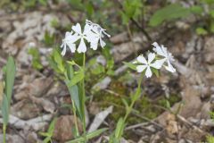 Wild Blue Phlox, Phlox divaricata