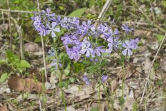 Wild Blue Phlox, Phlox divaricata