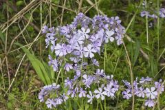 Wild Blue Phlox, Phlox divaricata