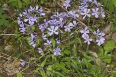 Wild Blue Phlox, Phlox divaricata