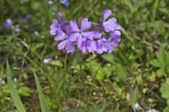 Wild Blue Phlox, Phlox divaricata