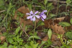 Wild Blue Phlox, Phlox divaricata