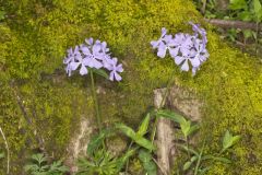 Wild Blue Phlox, Phlox divaricata