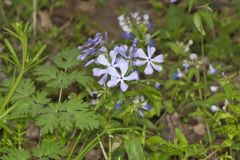 Wild Blue Phlox, Phlox divaricata