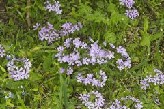 Wild Blue Phlox, Phlox divaricata