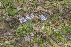 Wild Blue Phlox, Phlox divaricata