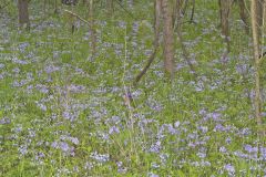 Wild Blue Phlox, Phlox divaricata