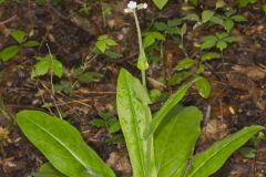 Wild Comfrey, Cynoglossum virginianum