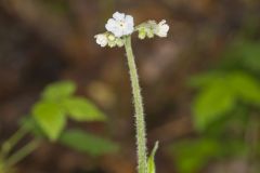 Wild Comfrey, Cynoglossum virginianum