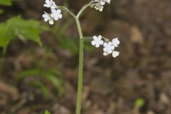 Wild Comfrey, Cynoglossum virginianum