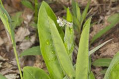 Wild Comfrey, Cynoglossum virginianum