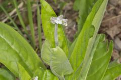 Wild Comfrey, Cynoglossum virginianum