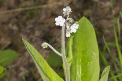 Wild Comfrey, Cynoglossum virginianum