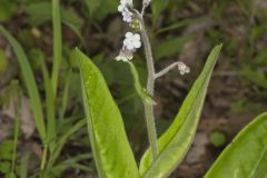 Wild Comfrey, Cynoglossum virginianum