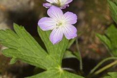 Wild Geranium, Geranium maculatum