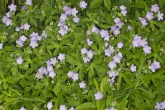 Wild Geranium, Geranium maculatum